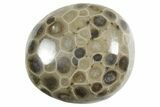Petoskey Stone (Fossil Coral) Polishing Kits - Photo 3